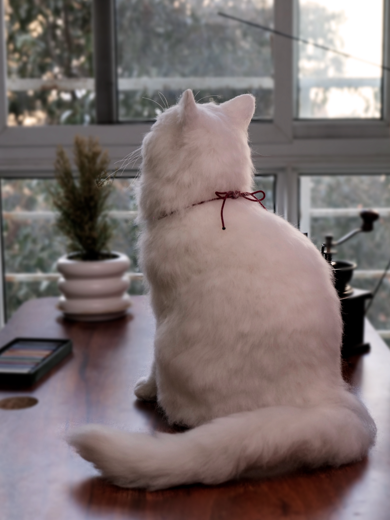Figurines - Cat